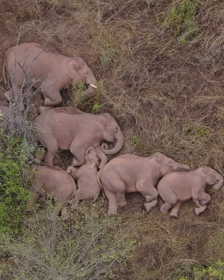 An elephant family is sleeping photographed by a drone…