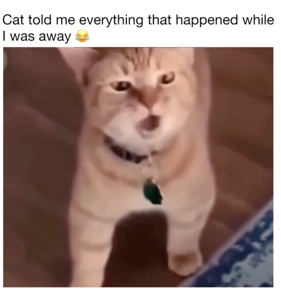 postbynoor's tweet image. My cat told me everything that happened when I was away 😊