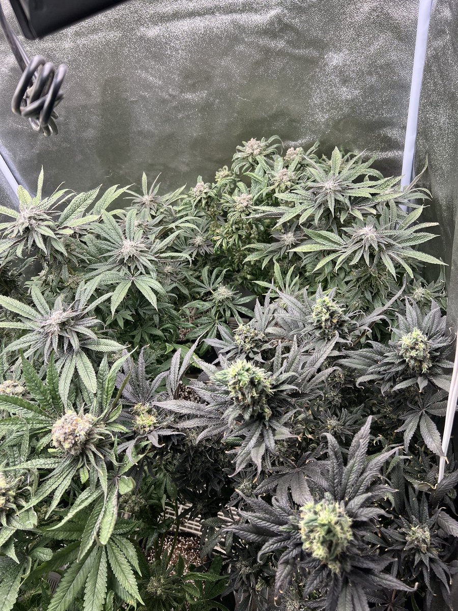 This 3x3 tent with 9 plants in 1 gallon bags turned out better than expected using mars hydro TS 1000 lighting