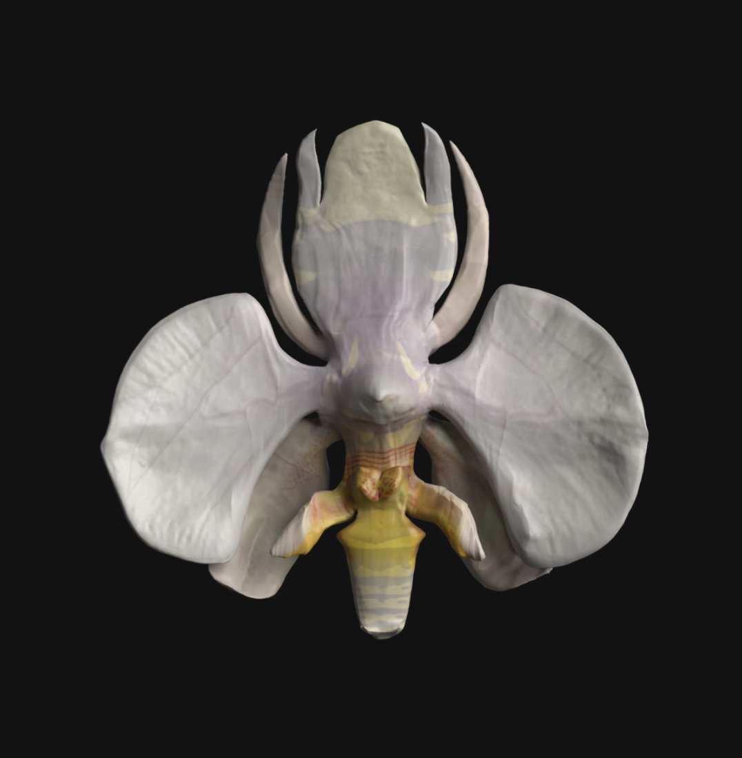 Rock: 17.28% 
Hyphen: 4.94%
Orchid: 60.49%
Wasp: 17.28%

zien: 100%