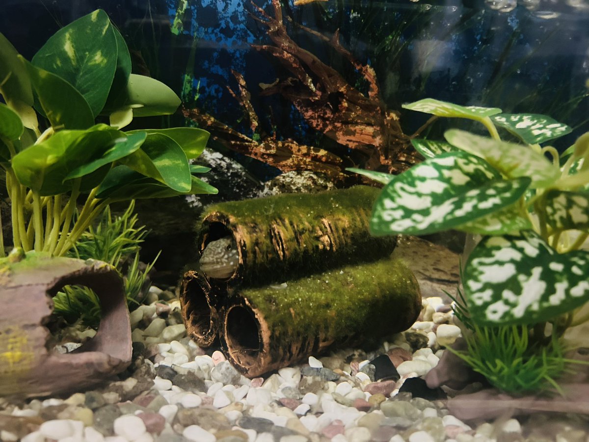 あまり知られてない？ヌマチチブ🐟
最近水槽お引越ししました。
なかなか慣れずにずっと顔だけちょこんと出してます(笑)

可愛いですよ♥️