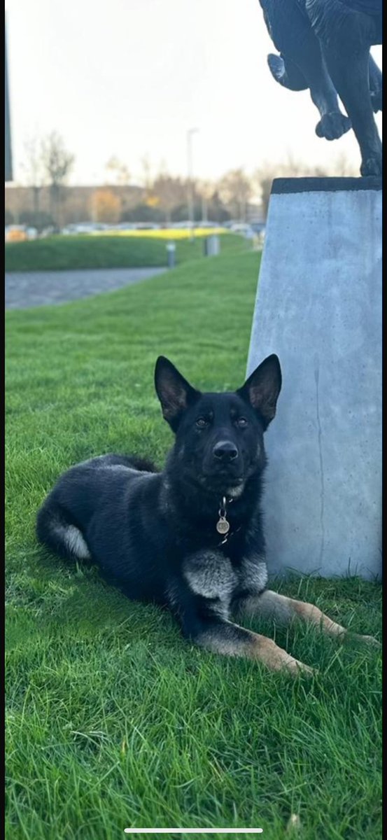 MerPolDogs's tweet photo. Last night when several males crashed a stolen vehicle and fled, new boy PD Dennis quickly got to work. Despite inclement weather and thick boggy terrain he tracked them for well over a mile before locating and detaining all three. He’s going to be a menace for sure….! Top boy! https://t.co/qTXNm1oGDZ