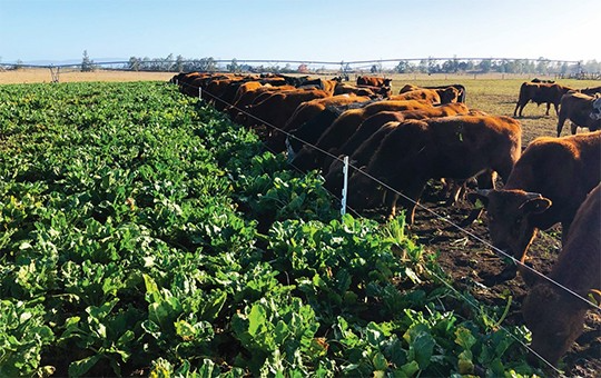 INTA Alto Valle tweet media