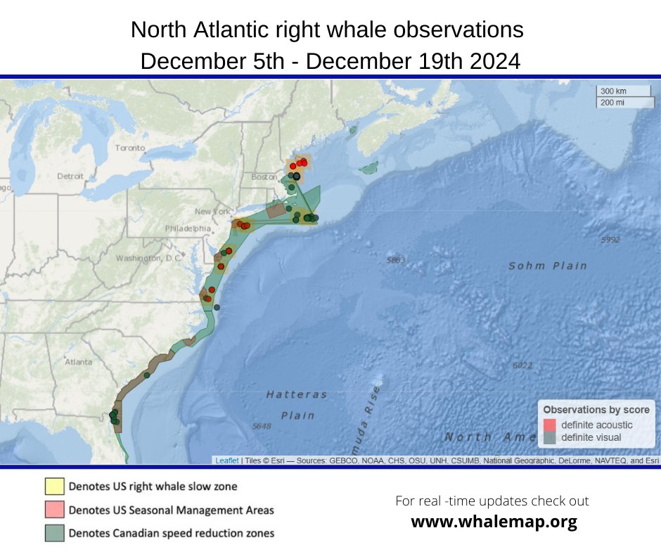 CanWhaleInst's tweet photo. Our final map of 2024 showing the current estimated right whale distribution!
We are taking a break for the holidays, but you can keep up with the whales at https://t.co/H6hUa7280N
#canadianwhaleinstitute #whalemap #northatlanticrightwhale https://t.co/kbhd3iL5Dm