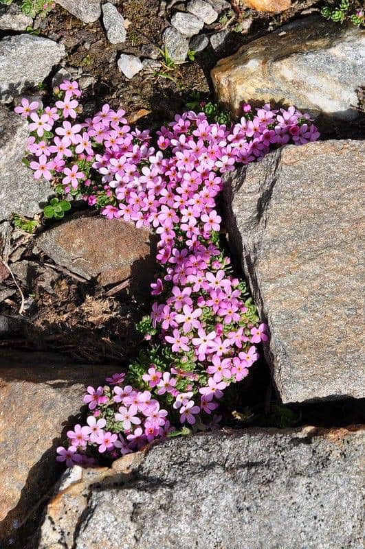 artindetails's tweet photo. something about flowers growing on concrete https://t.co/xrn7ki3PGG
