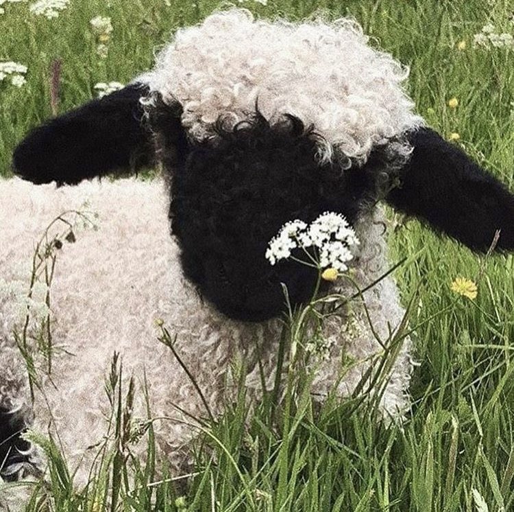 lambning's tweet image. hello #moatwt !! ^_^
this is an account dedicated to #휴닝카이 as lambs / sheep 🐑 ♡
♡ & ↺ are always appreciated !