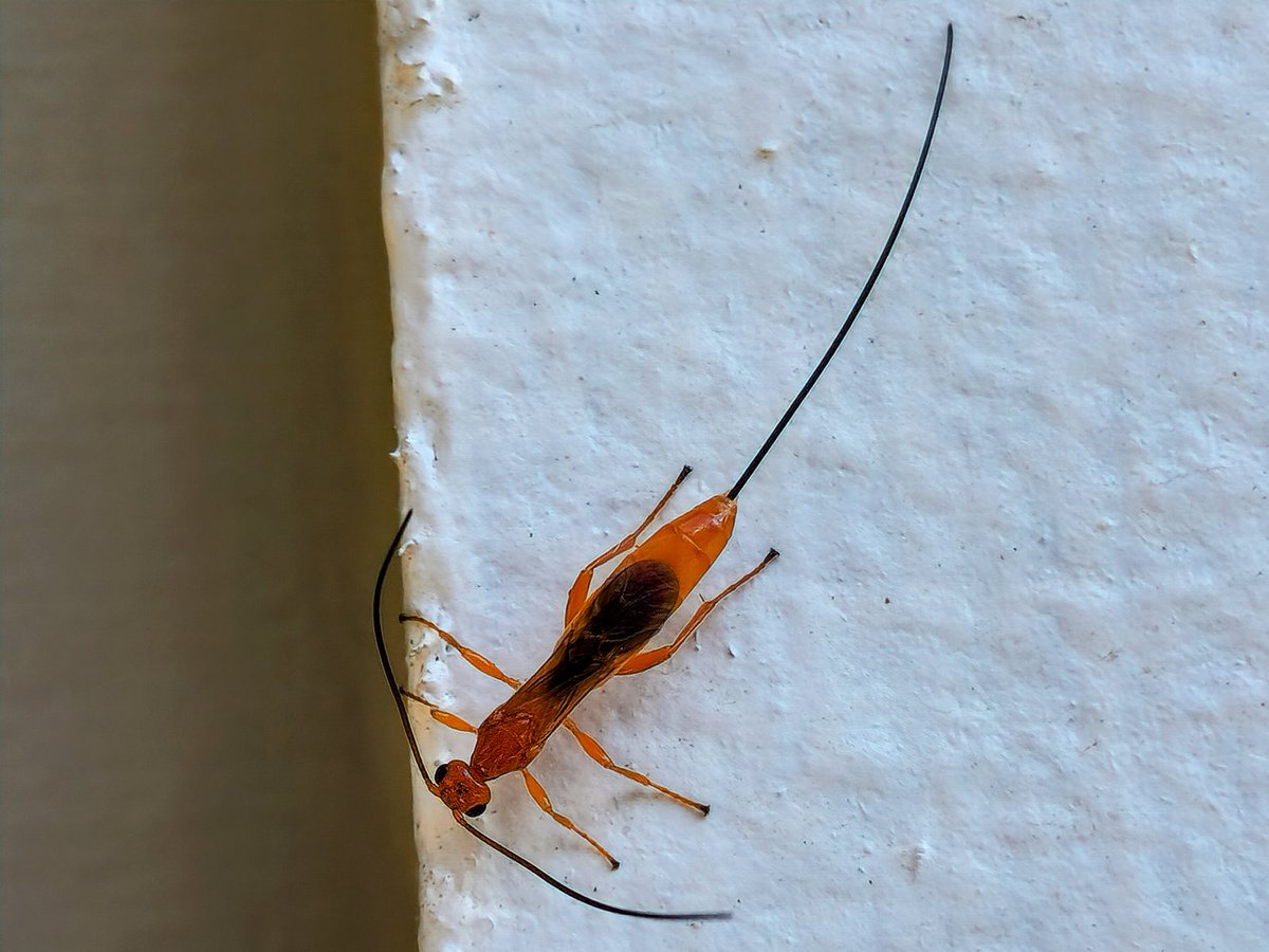 What kind of bug is this? 🐞 Let's see who can identify it! Comment your guess 💬