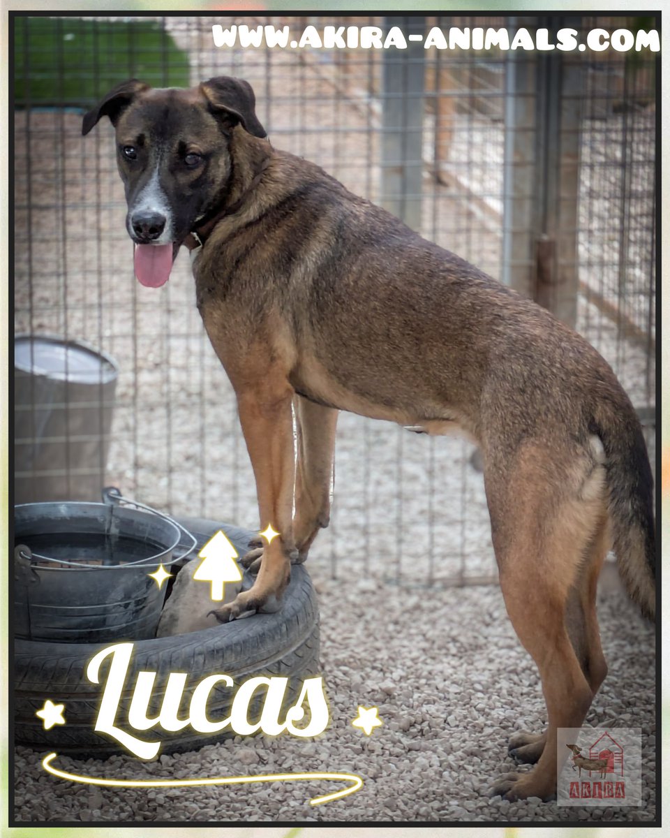 Akira Animal Shelter (@shelterakira) on Twitter photo 