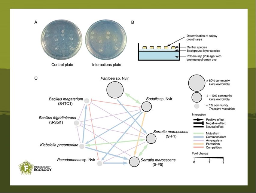 Novel insights into the factors that shape insect gut microbial communities were found! Rogowska-van der Molen et al. demonstrate that N.viridula harbors toxin-degrading bacteria that could support its resistance to plant defenses. 

academic.oup.com/femsec/article…

#FEMSMicrobiolEcol