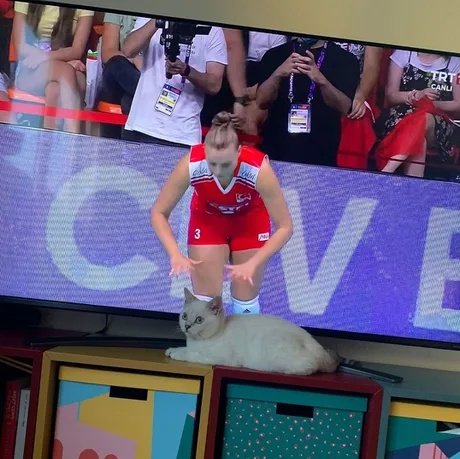 Dışarıda her kedi gördüğümde ben 🥰🥰🥰