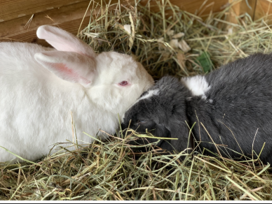 Ammantiax's tweet photo. Rabbits remind us that small, consistent efforts can yield remarkable results. In farming, as in life, persistence is key.” Their quiet industry brings food, income, and sustainability. Let’s learn from these unsung heroes of agriculture. #RabbitWisdom #AgriHopper https://t.co/uf6q5v5NXF
