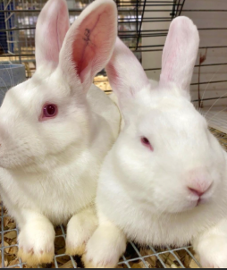 Ammantiax's tweet photo. Rabbits remind us that small, consistent efforts can yield remarkable results. In farming, as in life, persistence is key.” Their quiet industry brings food, income, and sustainability. Let’s learn from these unsung heroes of agriculture. #RabbitWisdom #AgriHopper https://t.co/uf6q5v5NXF
