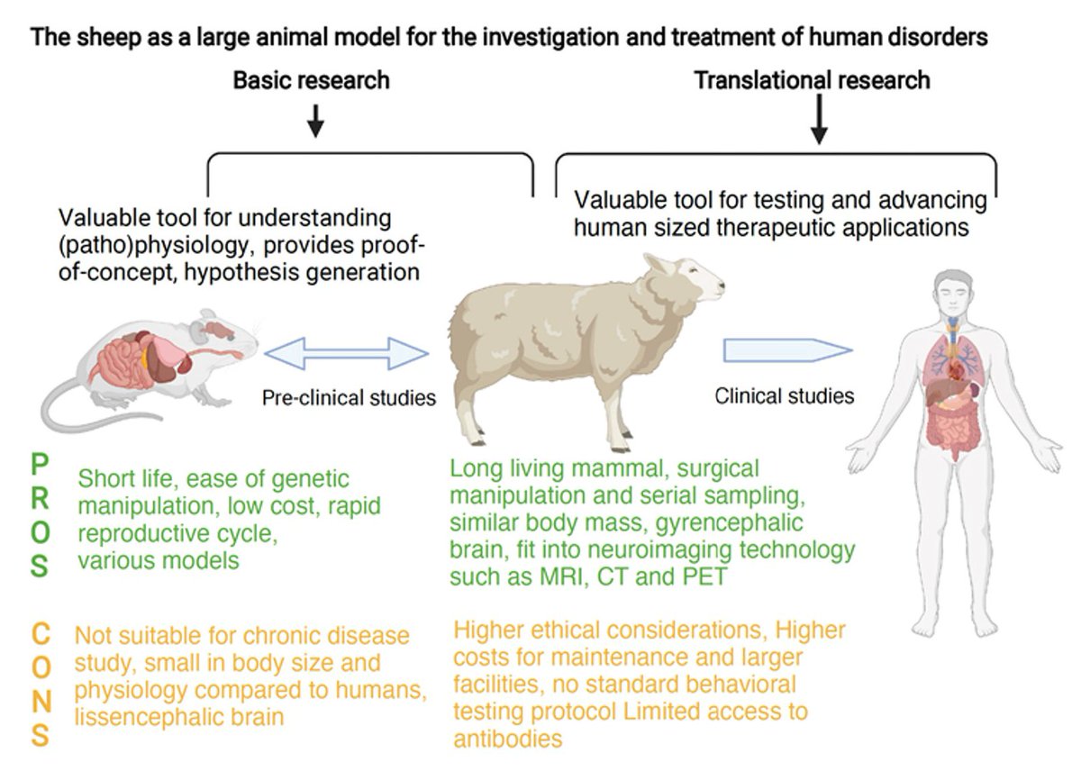 Biology_MDPI's tweet image. 📢 Highly Cited in @Biology_MDPI !
🐑 Discover how sheep serve as vital large animal models for studying and treating human diseases in: &quot;The Sheep as a Large Animal Model for the Investigation and Treatment of Human Disorders.&quot;
Read here 👉 mdpi.com/1789994
#AnimalModel