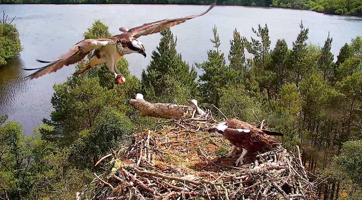 The countdown to next year's #osprey season is on! Applications are now open for the Wildlife Protection Team - see the link below 👇⌚️🦅 🐣

…h-wildlifetrust.current-vacancies.com/Careers/SWT-va…