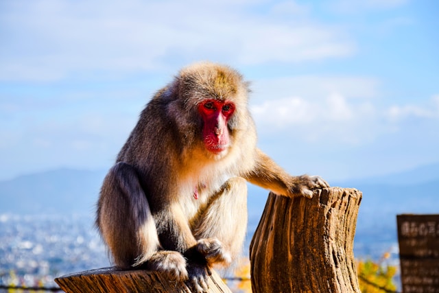 けんさん💛旅する写真家💚ありがとう魔法のカウンセラー🪄✨💫🌟 tweet media