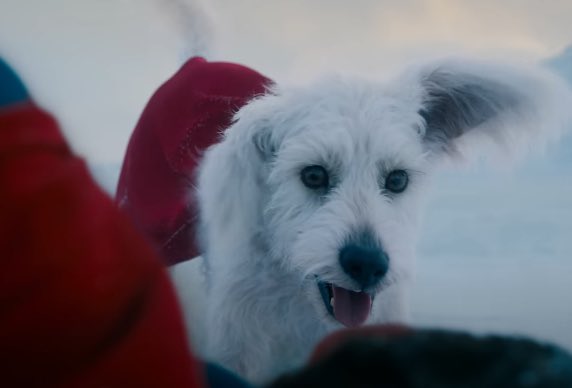 Boxreport's tweet photo. Achei o Krypto muito fofo! Adorei! #SupermanMovie https://t.co/Z3hdrmXdKL
