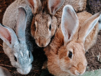 Ammantiax's tweet photo. “In the quiet of a rabbit’s warren lies the secret to thriving: adapt, nurture, and multiply with purpose.” These tiny creatures teach us resilience and sustainable growth. 🌿✨ #RabbitWisdom #FarmLife https://t.co/IVkcFOkpMx