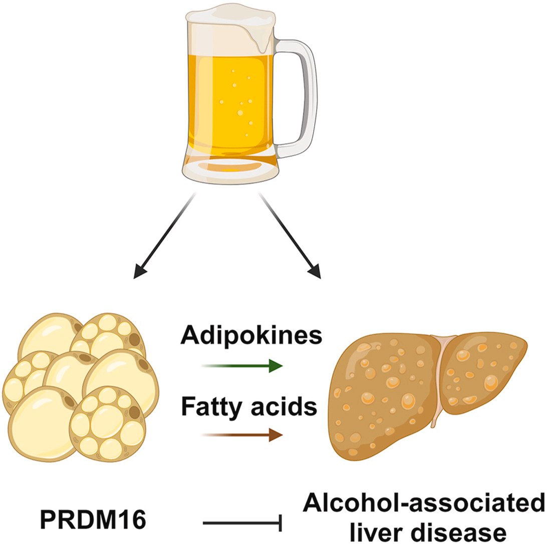 UMPhysiology (@umphysiology) on Twitter photo New research from Jun Wu's lab from <a href="/UMPhysiology/">UMPhysiology</a> and <a href="/UMLifeSciences/">UMLifeSciences</a> shows that PRDM16 signalling in thermogenic adipocytes protects against alcohol induced liver disease, suggesting an important role for interorgan communciation. sciencedirect.com/science/articl… New research from Jun Wu's lab from <a href="/UMPhysiology/">UMPhysiology</a> and <a href="/UMLifeSciences/">UMLifeSciences</a> shows that PRDM16 signalling in thermogenic adipocytes protects against alcohol induced liver disease, suggesting an important role for interorgan communciation. sciencedirect.com/science/articl…