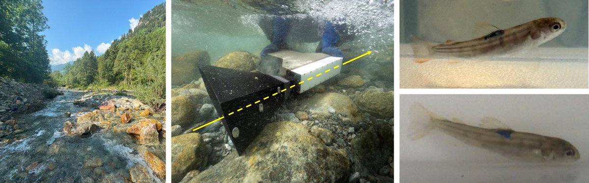 Microbefluidics (@thestockerlab) on Twitter photo 📢Internship opportunity on camera-based 📹 monitoring of aquatic organism dispersal 🐟in the Poschiavino river (GR) 🌊
Interested in joining our Ecohydraulics team <a href="/DrLuizSilva/">Luiz Silva</a> <a href="/ETH_en/">ETH Zurich</a> ?
Check out the job details and learn how to apply👇
jobs.ethz.ch/job/view/JOPG_… 📢Internship opportunity on camera-based 📹 monitoring of aquatic organism dispersal 🐟in the Poschiavino river (GR) 🌊
Interested in joining our Ecohydraulics team <a href="/DrLuizSilva/">Luiz Silva</a> <a href="/ETH_en/">ETH Zurich</a> ?
Check out the job details and learn how to apply👇
jobs.ethz.ch/job/view/JOPG_…