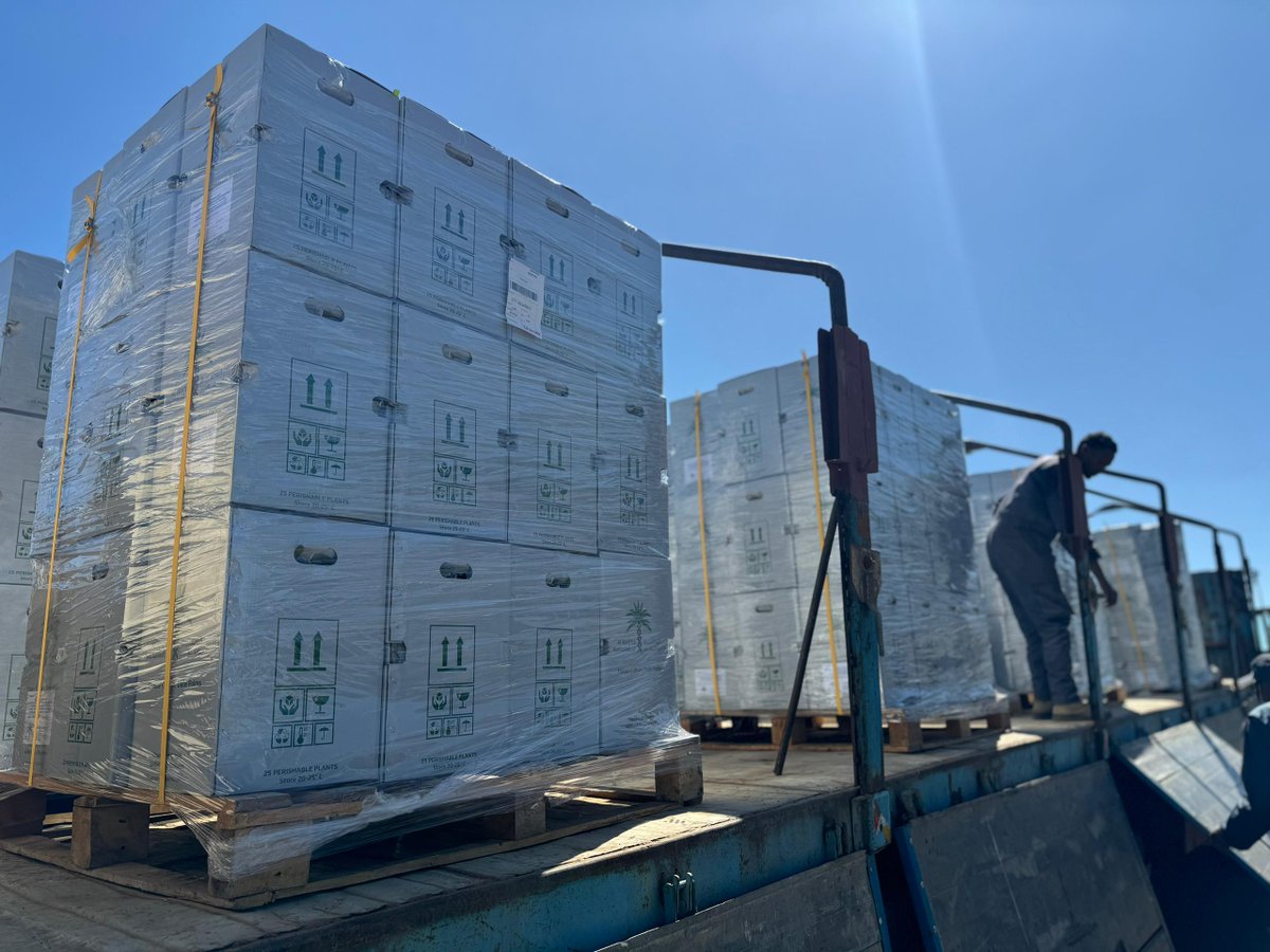 🌟 Exciting News! 🌟

Today, the Ministry of Agriculture received 10,000 in vitro plants,  as part of this year second shipment of the UNDP supported Date Palm Project . 

This initiative is set to significantly enhance the expansion of the date palm sector in #Eritrea.