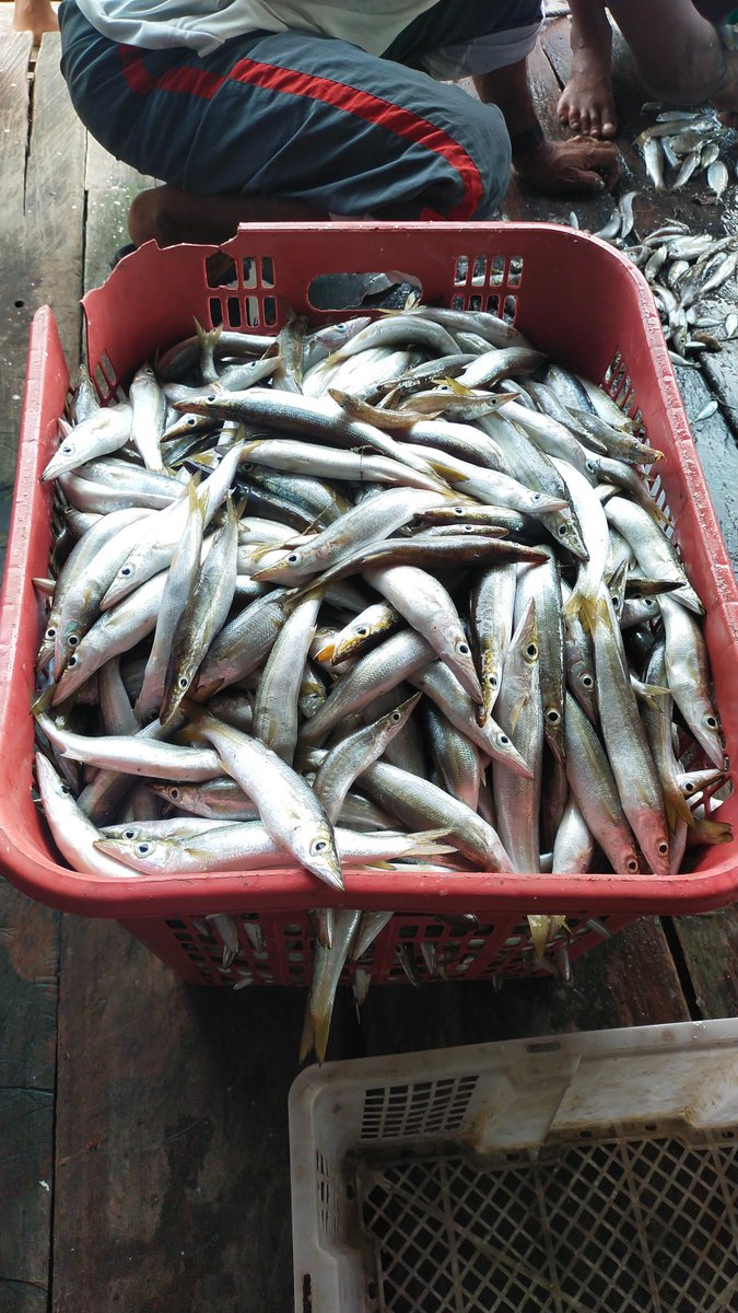 SeptoDita's tweet photo. Minggu (01/12/24), Septo Dita Widyatmoko Luhkan Mubar, monitoring hasil tangkapan Anggota KUB Teripang Soper Desa Santiri Kecamatan Tiworo Utara Jenis Ikan loli  35 Kg harga jual Rp 350.000 #luhlapor@BRPBAP3_Maros@puslatluhkp #GiatLuhkanSatminkalMaros https://t.co/4BFSRT7iE6