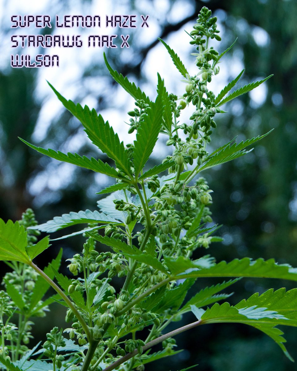 Senpai Genetics (@senpaigenetics) on Twitter photo 