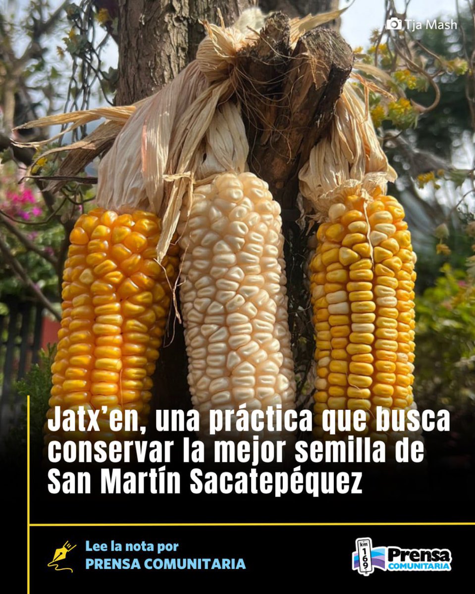 #Quetzaltenango 🌽 Jatx’en es una palabra en el idioma Mam que significa cosecha o tapisca

Para la población de San Martín Sacatepéquez, Jatx’en es una práctica milenaria donde se celebra la vida y las cosechas. Además, se convierte en una ceremonia para los agricultores porque