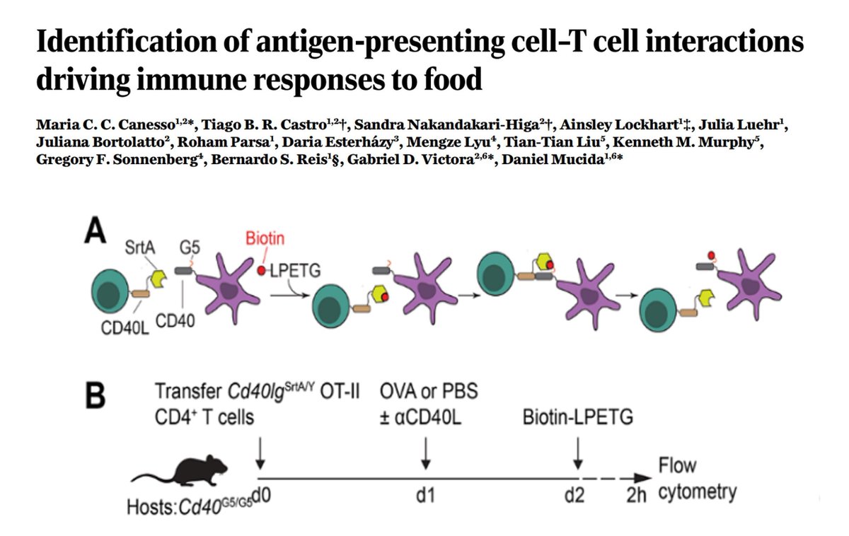 Sarah Ross (@sarah_h_ross) on Twitter photo #Immunology by First release now <a href="/ScienceMagazine/">Science Magazine</a>
Identification of APCs in the gut that promote Treg differentiation and how tolerance to food antigens is influenced by helminth infection
buff.ly/3DjNQ1e
By <a href="/CicaCanesso/">Maria Cecilia Canesso</a>, <a href="/victora_lab/">Victora Lab is at Bluesky</a>, <a href="/danmucida/">DM</a> and colleagues. #Immunology by First release now <a href="/ScienceMagazine/">Science Magazine</a>
Identification of APCs in the gut that promote Treg differentiation and how tolerance to food antigens is influenced by helminth infection
buff.ly/3DjNQ1e
By <a href="/CicaCanesso/">Maria Cecilia Canesso</a>, <a href="/victora_lab/">Victora Lab is at Bluesky</a>, <a href="/danmucida/">DM</a> and colleagues.