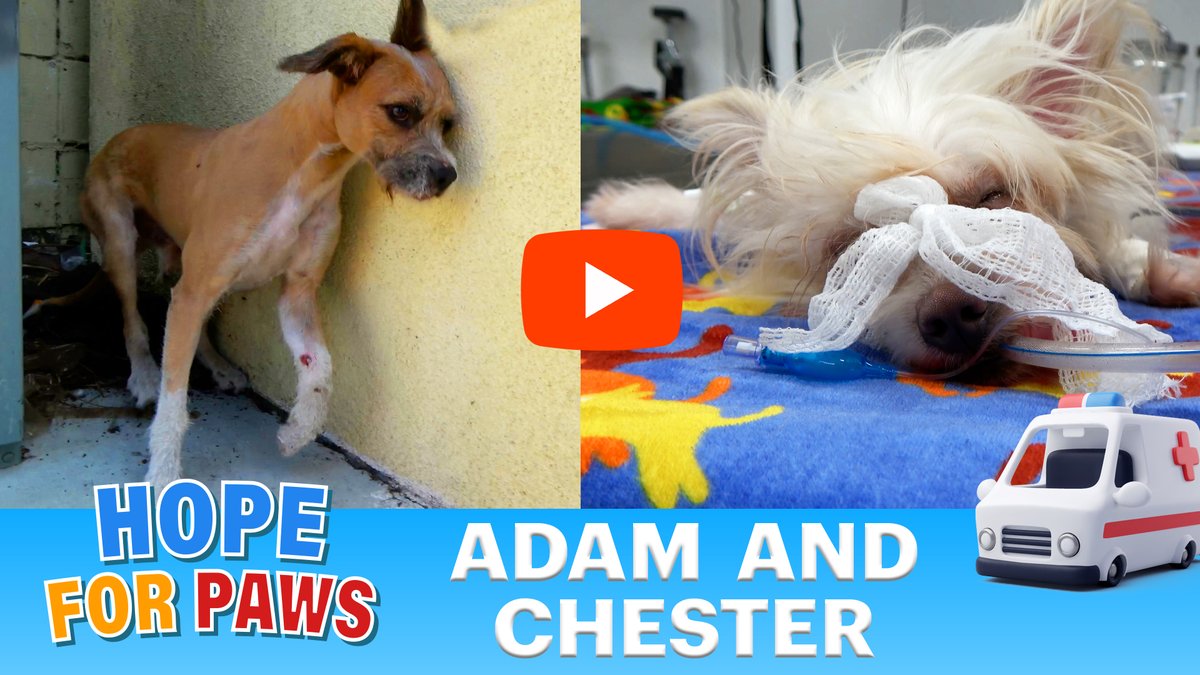 Two dogs were victims of a hit-and-run (broken legs, broken pelvis, collapsed lung) - Full rescue video here: hopeforpaws.org/blog/Adam_and_… 💙💙