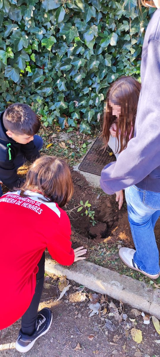 iesyunquera's tweet photo. Hemos participado en el proyecto de @LIFETerraEurope q tiene como objetivo plantar 500 millones de árboles en Europa.
Desde el grupo de #Ecoescuelas contribuimos con  dos encinas y un roble. 🌱🌲🌳
Tenéis más información del proyecto en https://t.co/zFHsw4Jn3S https://t.co/y14eUUErBy