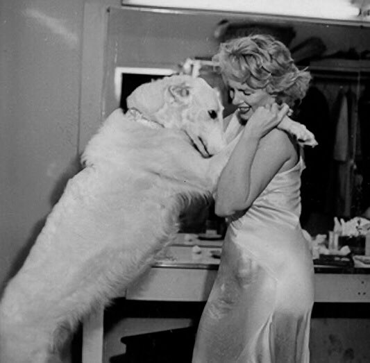 anisemenimri's tweet photo. Marilyn Monroe 1958            Najwa Nimri 2020🖤 https://t.co/byUAaXOGIA