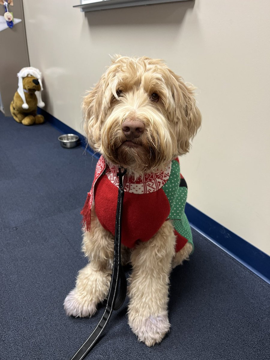 CounselingSHS's tweet photo. Ugly Christmas sweater day today at SHS. https://t.co/fqF0BZMh4p
