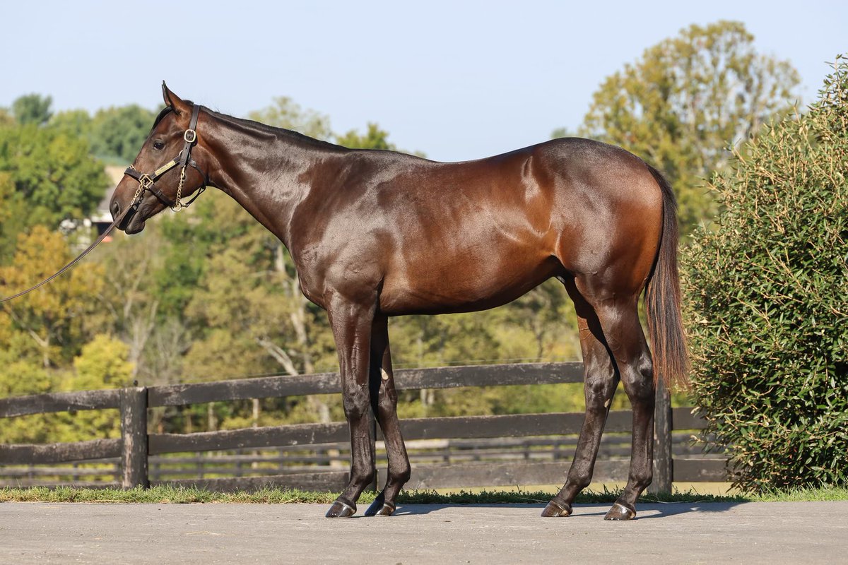 TomRyanKY's tweet photo. In memory of Uncle Mo, let’s have his fans name this soon-to-be @BobBaffert two-year-old Uncle Mo colt. His mom's name is Sundaysatthebeach 😎 - This $775,000 colt is currently in Ocala with @eddiewoods2yos, and his report card this morning said, “He trains beautifully, and all of the riders love him.”

The only requirements are you need to follow our friends @NewVocations and @TBaftercare 

RT and put your suggestions in the comments.