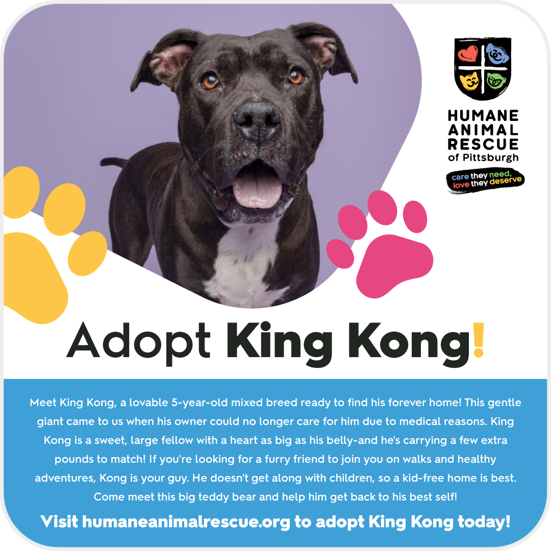 CarShop US (@carshopdotcom) on Twitter photo Adopt King Kong!
This month, as we partner with Humane Animal Rescue of Pittsburgh, we’re putting King Kong in the spotlight. Visit humaneanimalrescue.org/adopt/ to adopt King Kong today!
<a href="/HARPSavesLives/">Humane Animal Rescue of Pittsburgh</a> Adopt King Kong!
This month, as we partner with Humane Animal Rescue of Pittsburgh, we’re putting King Kong in the spotlight. Visit humaneanimalrescue.org/adopt/ to adopt King Kong today!
<a href="/HARPSavesLives/">Humane Animal Rescue of Pittsburgh</a>