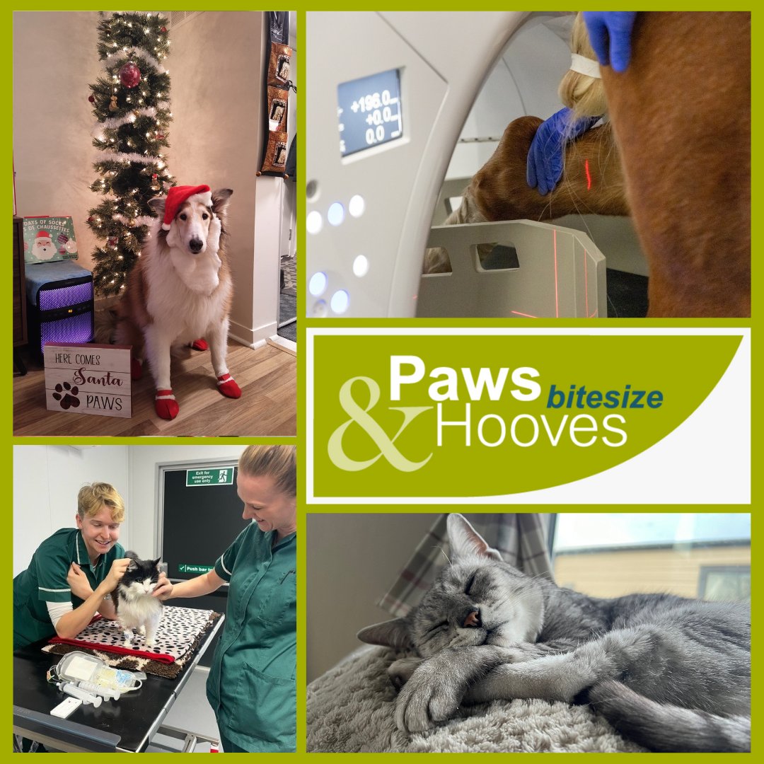 Paws &amp; Hooves... Bitesize is on its way to your inbox! As 2024 comes to a close, we're celebrating an incredible year at the ACT! 
Missed out? Visit 🔗rvcact.com/mailinglist to join our mailing list so you never miss out again!