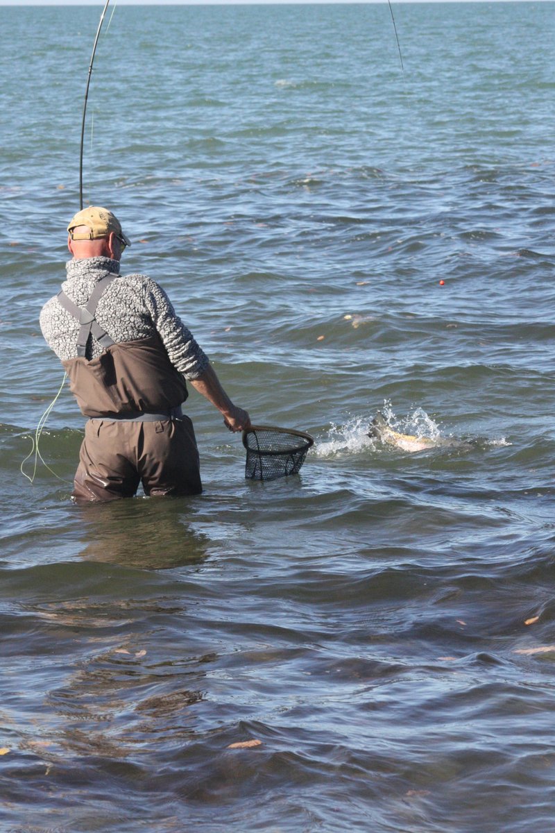 pafishandboat's tweet image. Steelhead season brings anglers to PA's Lake Erie tributaries. 

Here’s what to know: ◼️ Movement: Starts in early fall near creek mouths. ◼️ Baits: Flashy spoons and dough baits; switch to eggs later. ◼️ Responsible Fishing: Limit handling, use a net, avoid gill contact.#FishPA