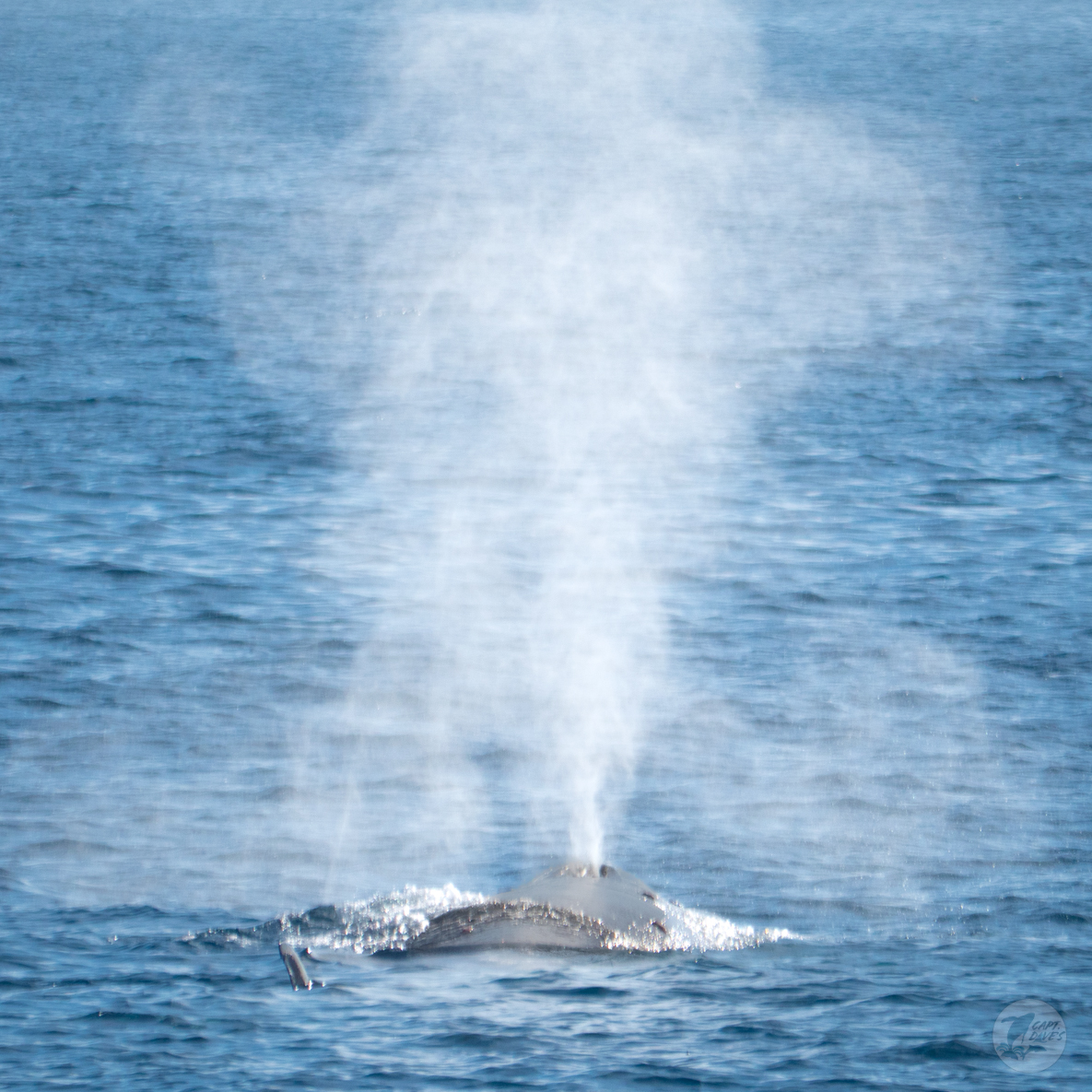 CaptDavesWhaleWatching tweet media