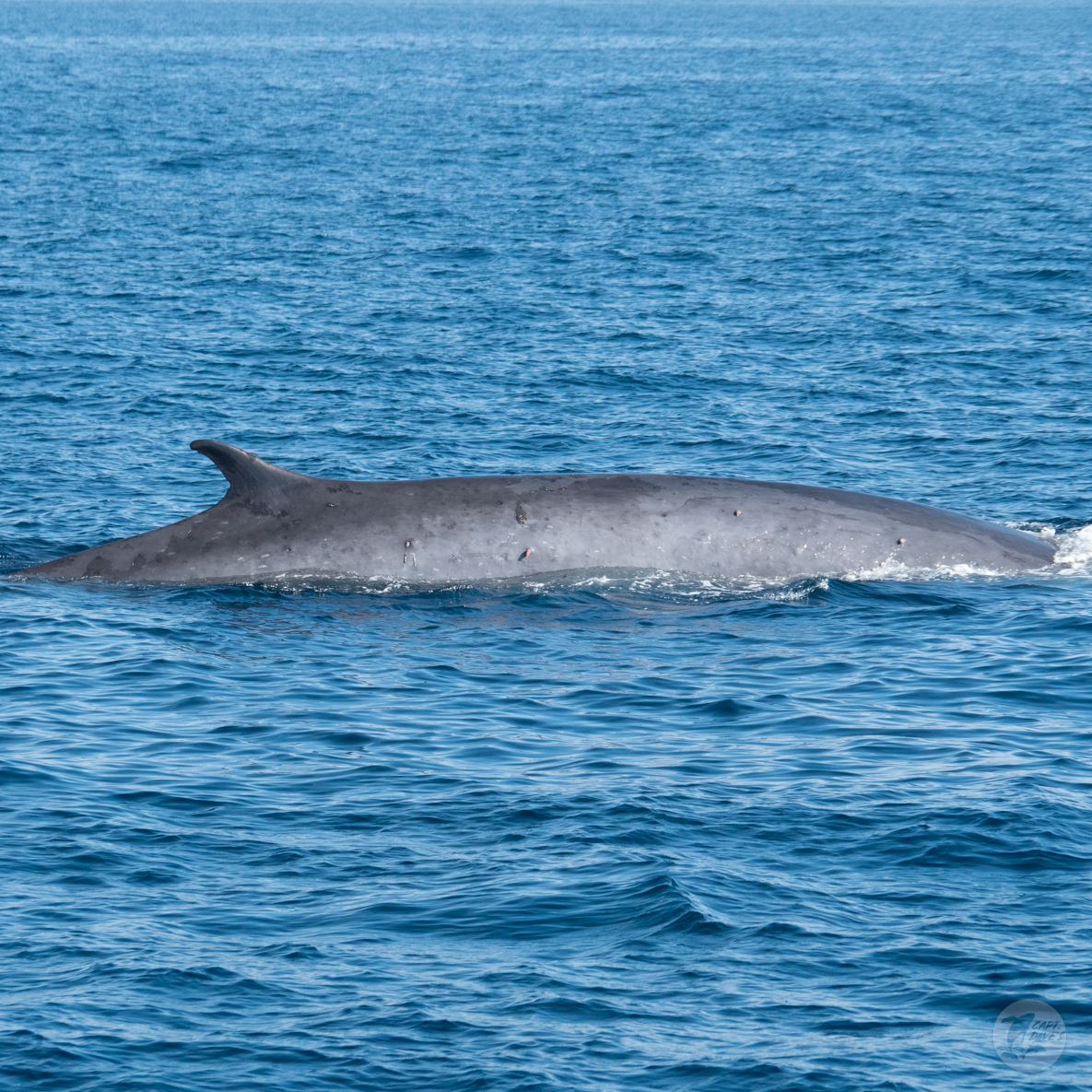 CaptDavesWhaleWatching tweet media