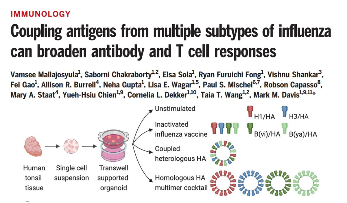 Sarah Ross (@sarah_h_ross) on Twitter photo #Immunology out now <a href="/ScienceMagazine/">Science Magazine</a>
Biased antibody responses to influenza strains in vaccines are strongly linked to genetics. Coupling antigens from different strains together may broaden antibody responses.
buff.ly/4flV5TK
By @Vmallajosyula, Mark Davis et al #Immunology out now <a href="/ScienceMagazine/">Science Magazine</a>
Biased antibody responses to influenza strains in vaccines are strongly linked to genetics. Coupling antigens from different strains together may broaden antibody responses.
buff.ly/4flV5TK
By @Vmallajosyula, Mark Davis et al