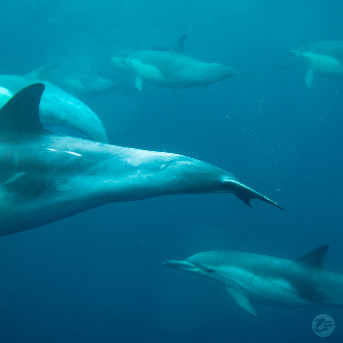 CaptDavesWhaleWatching tweet media