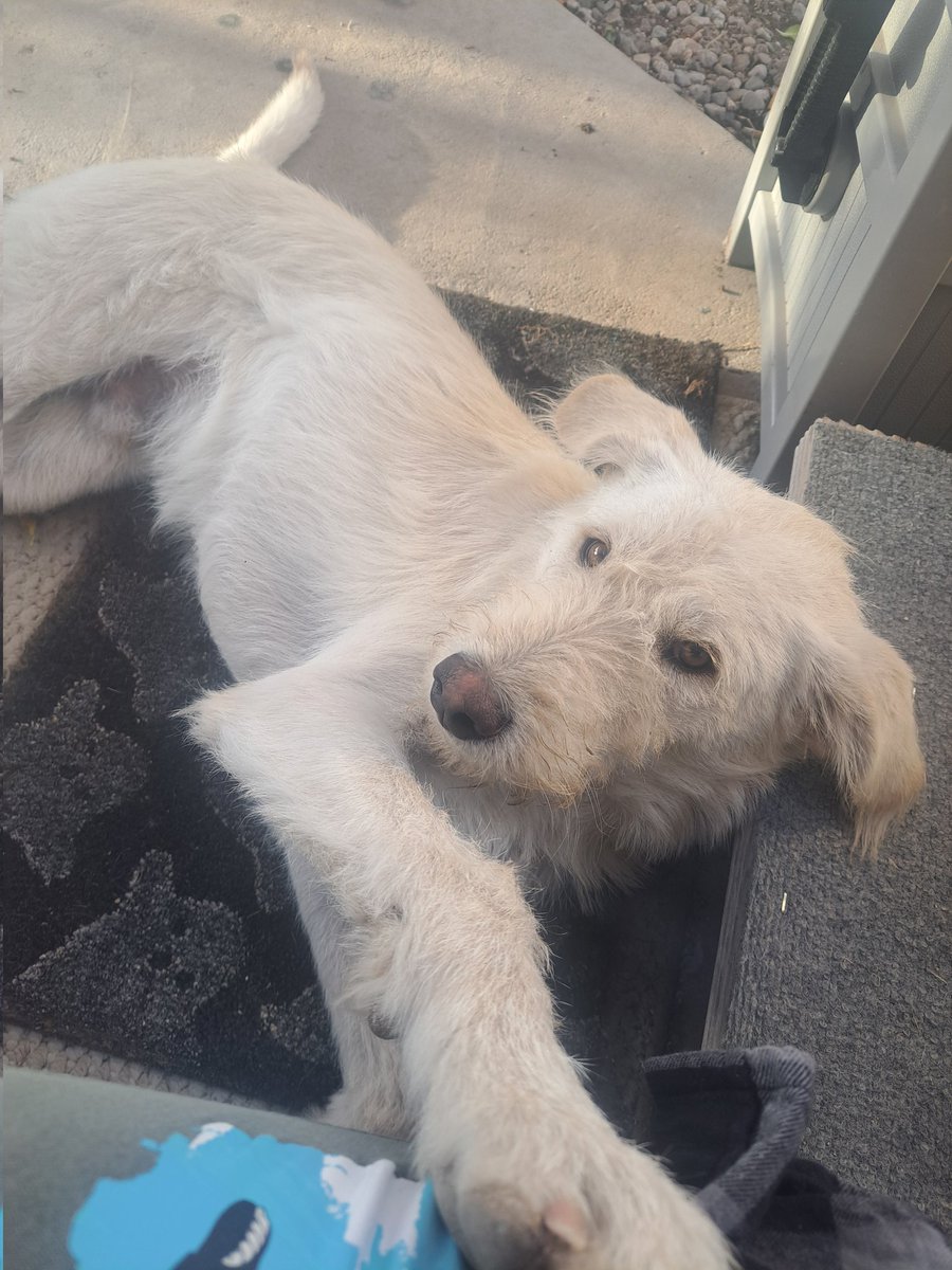 AlmightySpoder's tweet image. Good puppin morning 🖤