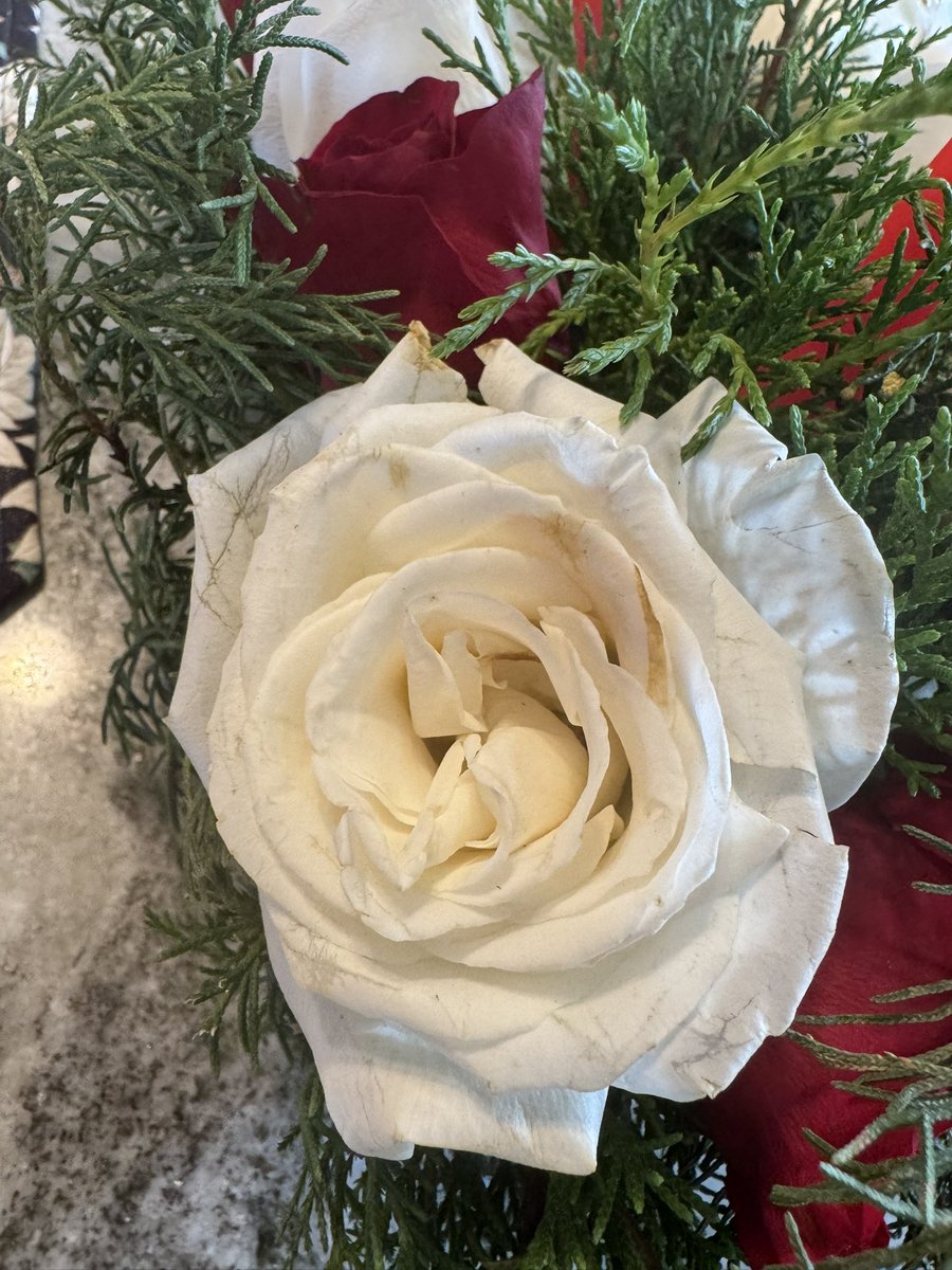 LoreleiWoolie's tweet photo. @Bloomex_canada every year we get get a centrepiece arrangement for Christmas and it’s almost dead when we get it. You should use local florists and do better. This won’t make it to the weekend, let alone Christmas Day. https://t.co/tSmaamwCUF