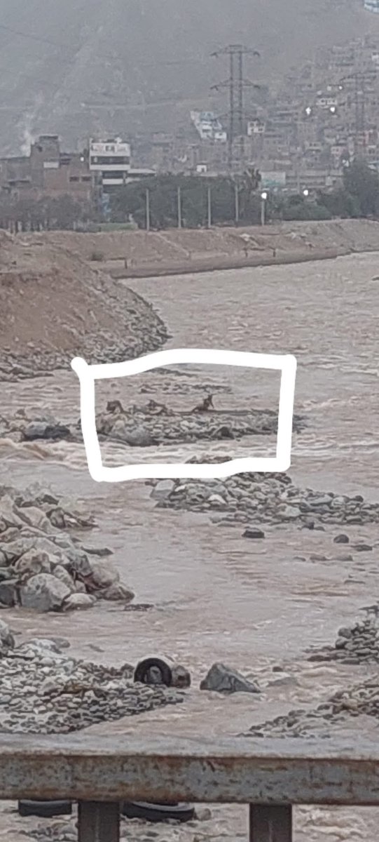 SofiaGallegosPe's tweet photo. ¡DOS PERROS ATRAPADOS EN EL RÍO RÍMAC!  

En la dirección de SJL hacia El Agustino, dos perros llevan tres días atrapados. Se necesita ayuda para rescatarlos.  

Invocamos a los bomberos, la policía y cualquier persona con los medios necesarios para colaborar en su rescate. https://t.co/5yNMVLGrcz