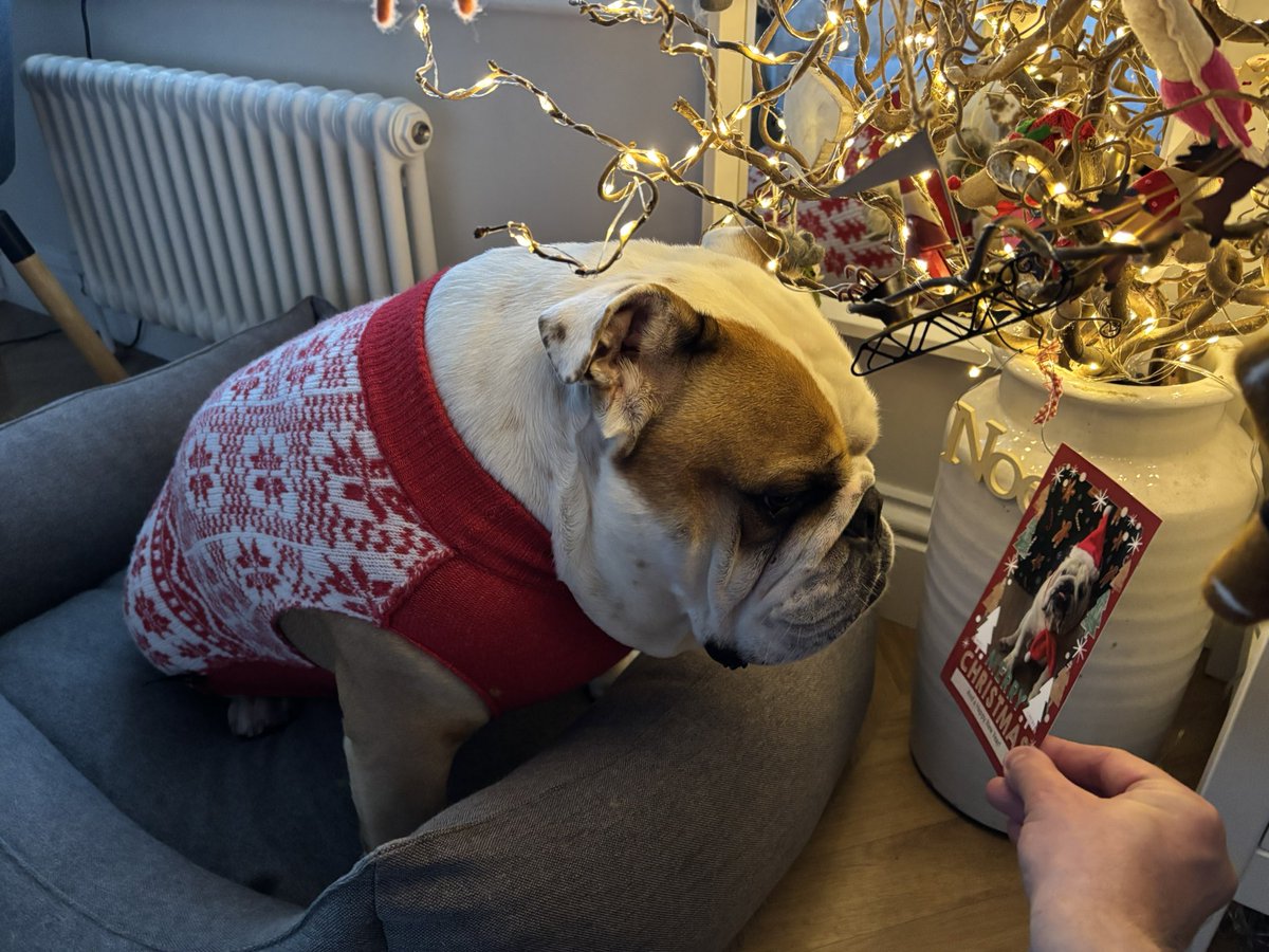 Barney the Bulldog (@barney_bulldog) on Twitter photo More Christmas mail ✉️ so here comes the #ChristmasJumper again to say thank you for my wonderful card from <a href="/KingLok43786090/">King Loki💚</a> Merry Christmas! 🎅🏻🎄🐶🐾❤️ Barney #BarneyTheBulldog #DogsOfTwitter #DogsOfX #DogsOfIG #DogsOfFacebook #Bulldog #EnglishBulldog More Christmas mail ✉️ so here comes the #ChristmasJumper again to say thank you for my wonderful card from <a href="/KingLok43786090/">King Loki💚</a> Merry Christmas! 🎅🏻🎄🐶🐾❤️ Barney #BarneyTheBulldog #DogsOfTwitter #DogsOfX #DogsOfIG #DogsOfFacebook #Bulldog #EnglishBulldog