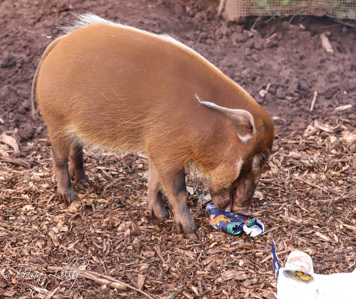 brglilly's tweet photo. Red river hogs with Xmas cracker enrichment @PaigntonZoo #redriverhogs #mammals https://t.co/VqBKXwtOff