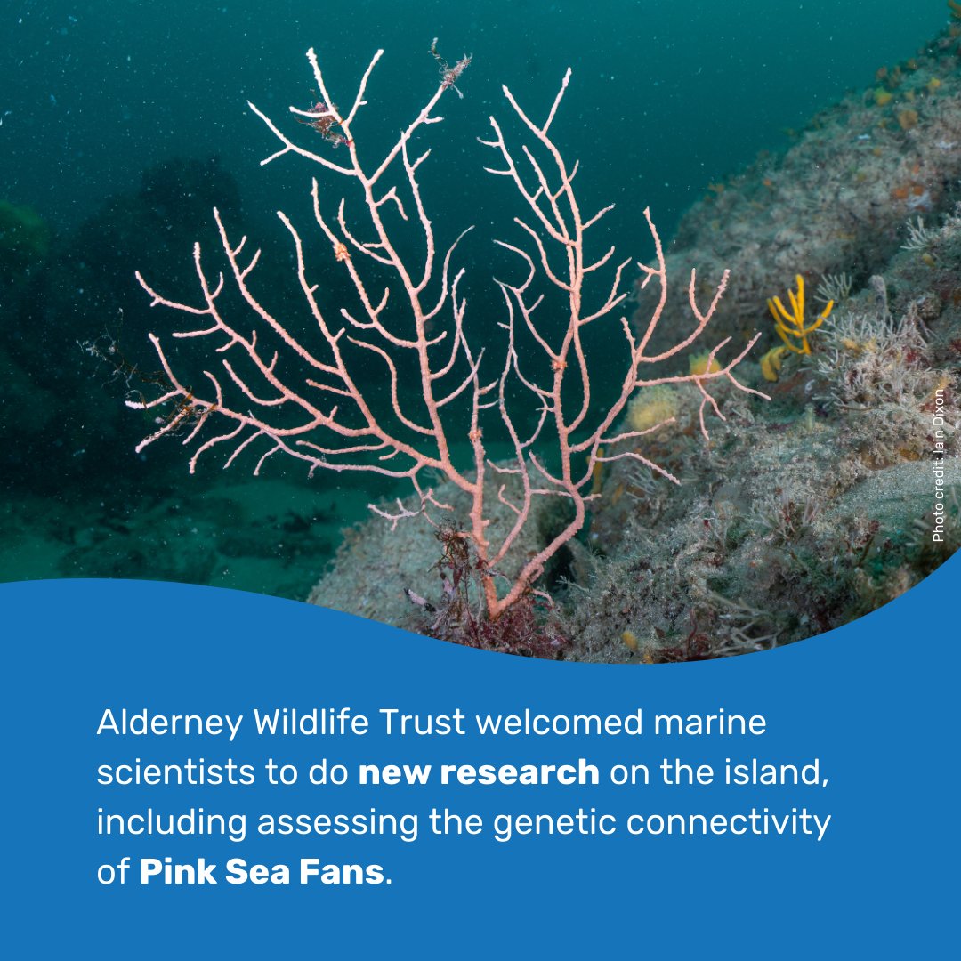 AlderneyWT's tweet photo. Alderney's Ramsar Site/work brings Alderney national attention. AWT's work monitoring of gannets by drones with Seabird Watch and marine surveying on Alderney, and the Alderney State of Nature Project were mentioned in several national newspapers @AlexPurdie6 https://t.co/uylAynBxxO