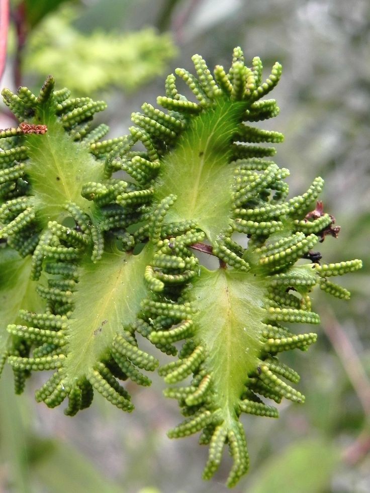 Untamedpath's tweet photo. A beautiful close-up of a Japanese Climbing Fern, showcasing its intricate spore-bearing leaflets. #fern #climbingfern #invasiveplant #naturephotography #plantlife https://t.co/ilSJiVqONH