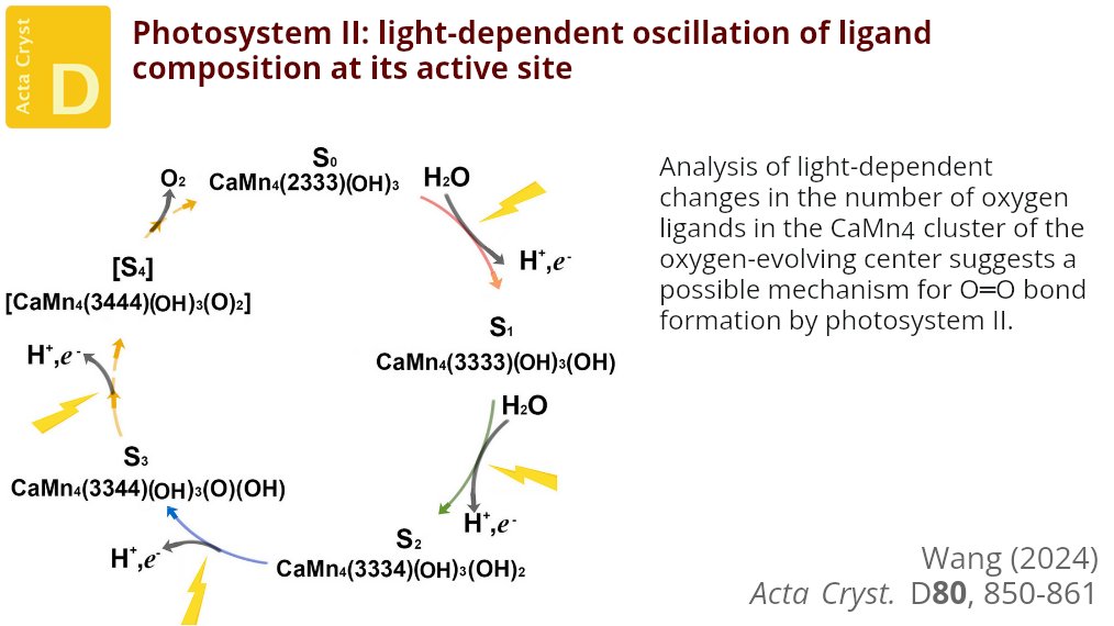 ActaCrystD's tweet photo. "When generating structures from crystallographic data, one should ignore whatever inferences may have been drawn about them using noncrystallographic techniques if possible" @IUCr #PhotosystemII #LowOxidationParadigm #HighOxidationParadigm https://t.co/VOYEqAgl7D https://t.co/troMwB4qge