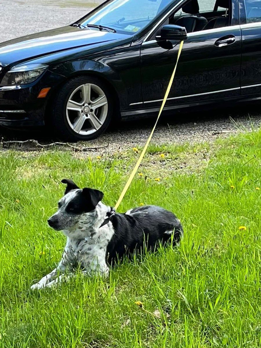 Jaspercoin_'s tweet photo. Jasper with his car https://t.co/RsUPAeT3CM