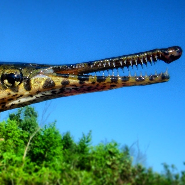 Happy #garweek! Did we mention gar date back more than a million years — meaning they are older than t-rex?! They look prehistoric bc they are.

They aren’t the only #ancientspecies in OK though! Let’s talk about a few others: